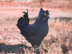 Photoshop Hewan Jejadian yang Menggelikan