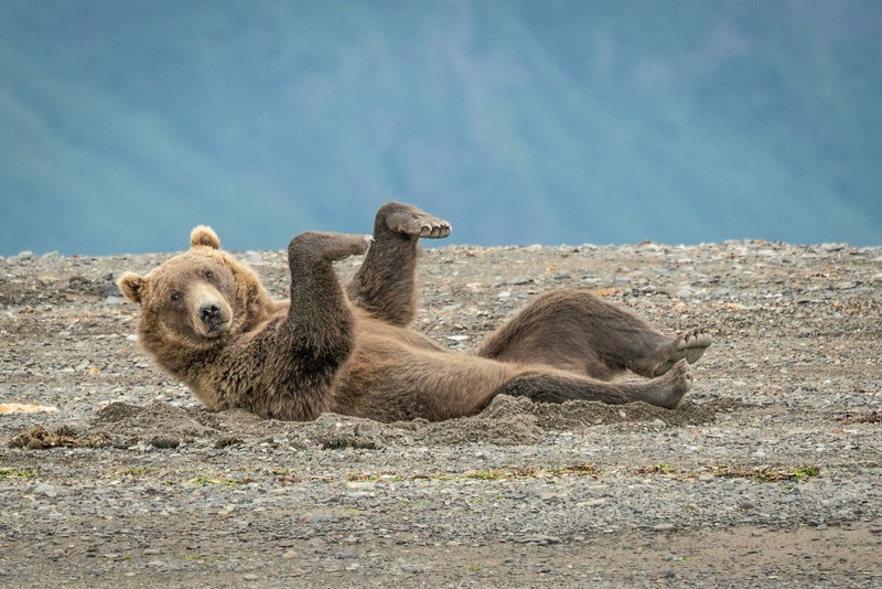 Comedy Wildlife Photography Awards 2020