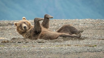 Seperti tahun-tahun sebelumnya, sudah ada ribuan foto yang masuk baik dari fotografer profesional maupun amatir di seluruh dunia. (Foto: Comedy Wildlife Photography Awards)