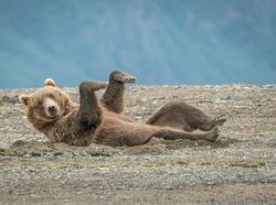 Potret Kocak dan Konyol Finalis Foto Komedi Hewan