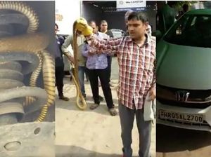 Hii.. Ular Ngumpet di Suspensi Mobil