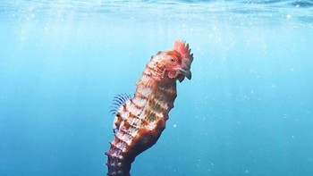 Perpaduan kuda laut dengan kepala ayam sepertinya cocok. Foto: Instagram @ronnaldong via BrainBerries