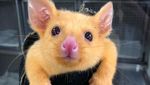 Foto: Pikachu di Dunia Nyata