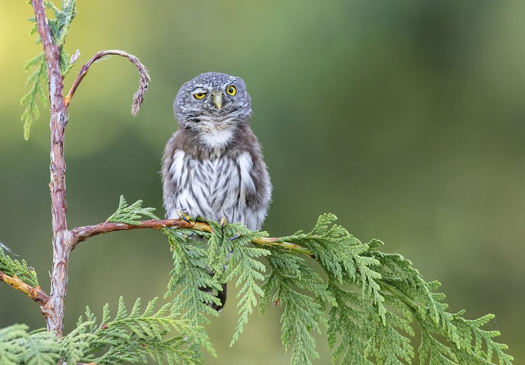 Comedy Wildlife Photography Awards 2020