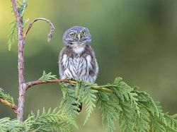 Potret Kocak dan Konyol Finalis Foto Komedi Hewan