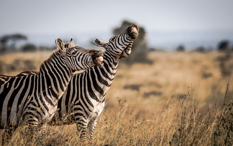 Comedy Wildlife Photography Awards 2020