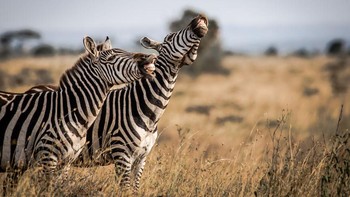 Banyak hadiah yang akan diberikan mulai jalan-jalan ke taman safari di Maasai Mara, Kenya kemudian kamera serta lensa Nikon dan masih banyak lagi. (Foto: Comedy Wildlife Photography Awards)
