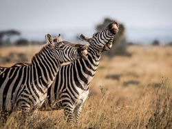 Potret Kocak dan Konyol Finalis Foto Komedi Hewan