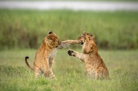 Comedy Wildlife Photography Awards 2020