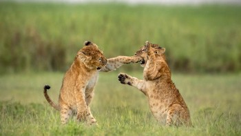 (Foto: Comedy Wildlife Photography Awards)