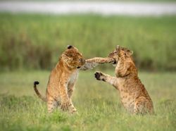 Potret Kocak dan Konyol Finalis Foto Komedi Hewan