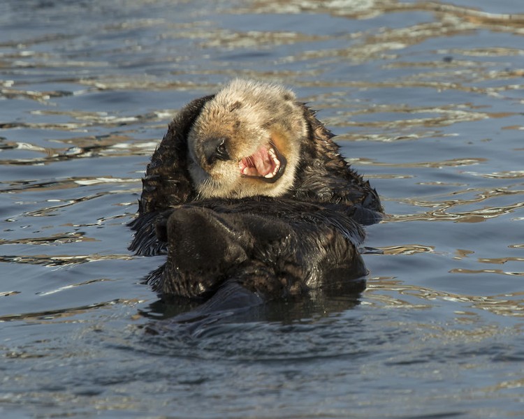 Comedy Wildlife Photography Awards 2020