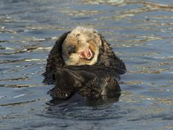 Potret Kocak dan Konyol Finalis Foto Komedi Hewan