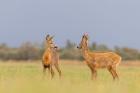 Comedy Wildlife Photography Awards 2020