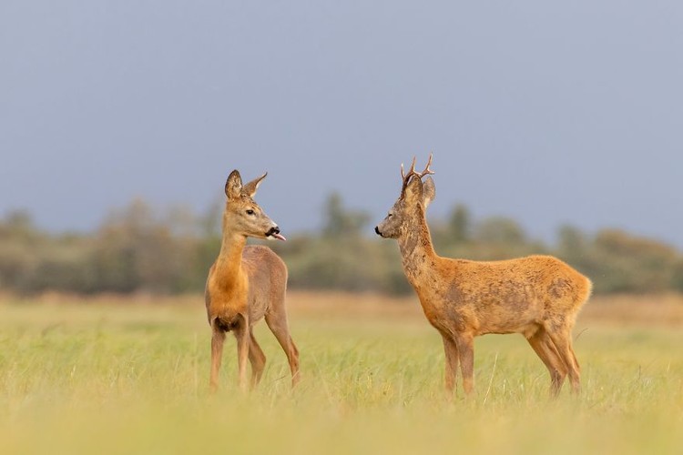 Comedy Wildlife Photography Awards 2020