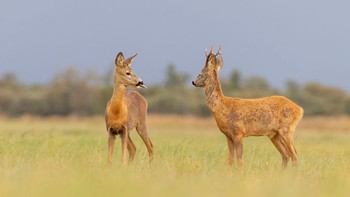 Juga membantu untuk memastikan bahwa satwa liar di bumi ini dapat dilindungi sampai generasi selanjutnya. (Foto: Comedy Wildlife Photography Awards)