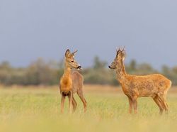 Potret Kocak dan Konyol Finalis Foto Komedi Hewan