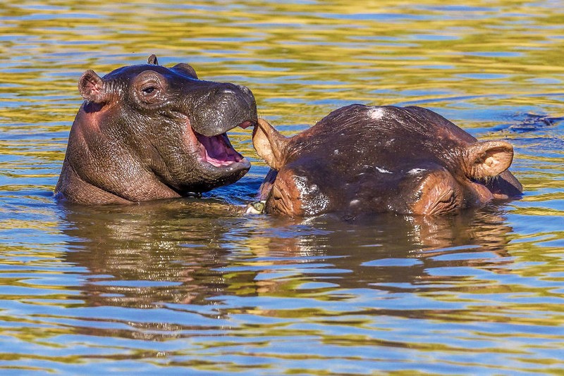 Comedy Wildlife Photography Awards 2020