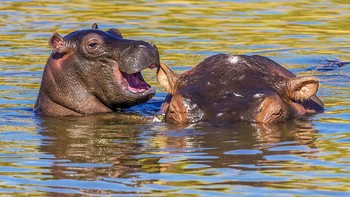 Ajang kompetisi ini masih berjalan sampai 30 Juni 2020. (Foto: Comedy Wildlife Photography Awards)