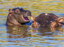 Potret Kocak dan Konyol Finalis Foto Komedi Hewan