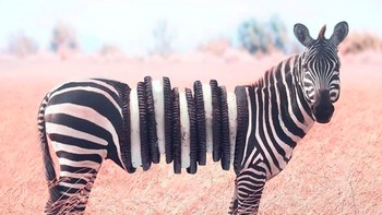Apa ini? Zebra berbadan biskuit Oreo? Foto: Instagram @ronnaldong via BrainBerries