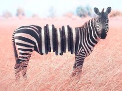 Photoshop Hewan Jejadian yang Menggelikan