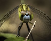 Comedy Wildlife Photography Awards 2020