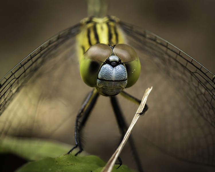 Comedy Wildlife Photography Awards 2020