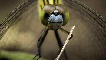 (Foto: Comedy Wildlife Photography Awards)