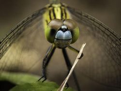 Potret Kocak dan Konyol Finalis Foto Komedi Hewan
