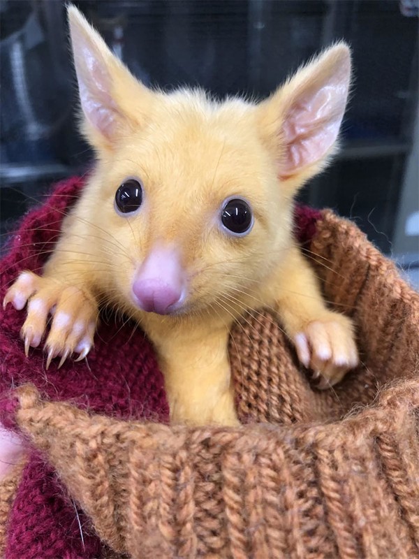 Possum merupakan spesies marsupial asli Australia, Papua Nugini dan sulawesi. Dan possum yang mirip Pikachu ini masuk dalam spesies brushtail possum atau dijuluki juga posum emas. (Boronia Veterinary Clinic And Animal Hospital/Facebook) Possum merupakan spesies marsupial asli Australia, Papua Nugini dan sulawesi. Dan possum yang mirip Pikachu ini masuk dalam spesies brushtail possum atau dijuluki juga posum emas. (Boronia Veterinary Clinic And Animal Hospital/Facebook)