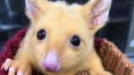 Foto: Pikachu di Dunia Nyata
