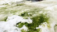 Luasan ganggang hijau kini mencapai 1,9 km persegi. Sangat signifikan dibandingkan tanaman lain di Antarktika. (AFP/Matt Davey)