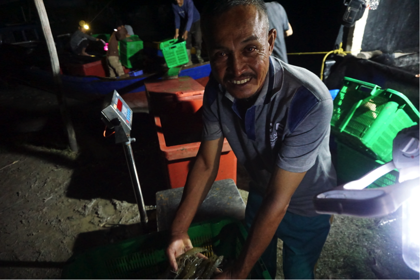 panen udang