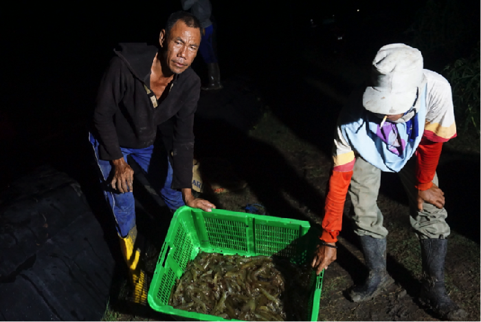 panen udang panen udang