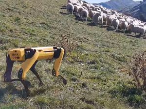 Canggih, Robot Ini Jadi Gembala Kawanan Domba