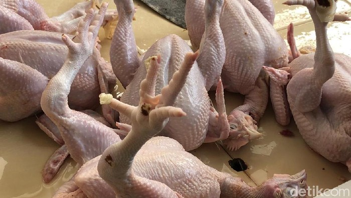 Ayam Tembus Rp 60.000 per Ekor