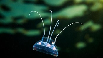 Foto: Alexander Semenov via Bored Panda