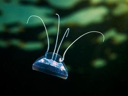 Penampakan Makhluk Bawah Laut yang Bikin Mata Terpana