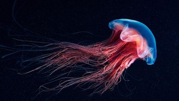 Semenov juga seorang fotografer profesional. Foto: Alexander Semenov via Bored Panda