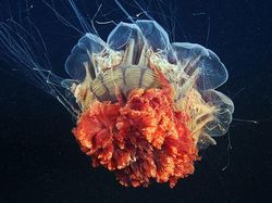 Penampakan Makhluk Bawah Laut yang Bikin Mata Terpana