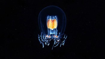 Praktek ini memungkinkan untuk mengamati hewan yang tidak dapat dipelajari dengan baik di bawah kondisi laboratorium, seperti organisme planktonik bertubuh lunak atau bentuk kehidupan yang diam yang hidup di dasar laut, kata Semenov. Foto: Alexander Semenov via Bored Panda