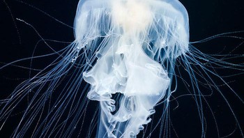 Semenov ingin mempelajari kehidupan bawah laut melalui lensa kamera dan untuk meningkatkan minat masyarakat pada biologi kelautan. Foto: Alexander Semenov via Bored Panda