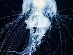 Penampakan Makhluk Bawah Laut yang Bikin Mata Terpana