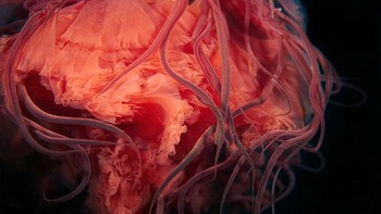 Saya melakukan ini dengan membagikan semua temuan saya melalui media sosial dan dalam kehidupan nyata, melalui kuliah umum, film, pameran, dan berbagai acara media, terang Semenov. Foto: Alexander Semenov via Bored Panda