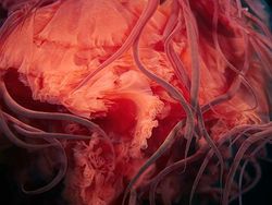 Penampakan Makhluk Bawah Laut yang Bikin Mata Terpana