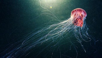 Foto: Alexander Semenov via Bored Panda