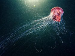 Penampakan Makhluk Bawah Laut yang Bikin Mata Terpana