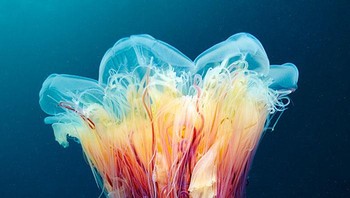 Selain ahli biologi kelautan, Alexander Semenov adalah Kepala Tim Penyelam di Stasiun Biologi Laut Putih Universitas Negeri Moskow. Foto: Alexander Semenov via Bored Panda