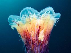 Penampakan Makhluk Bawah Laut yang Bikin Mata Terpana